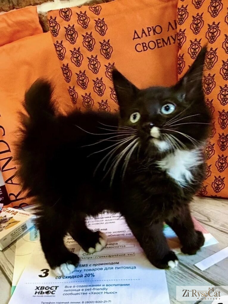 Королевский рысекот