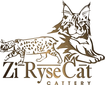 Мейн-кун — питомник Zi Rysecat