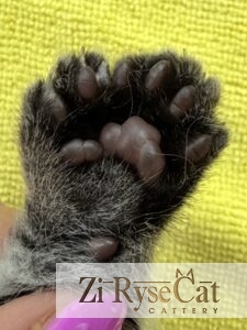 Передние лапки-ромашки, по 7 пальчиков — это эксклюзив. Питомник Zi RyseCat