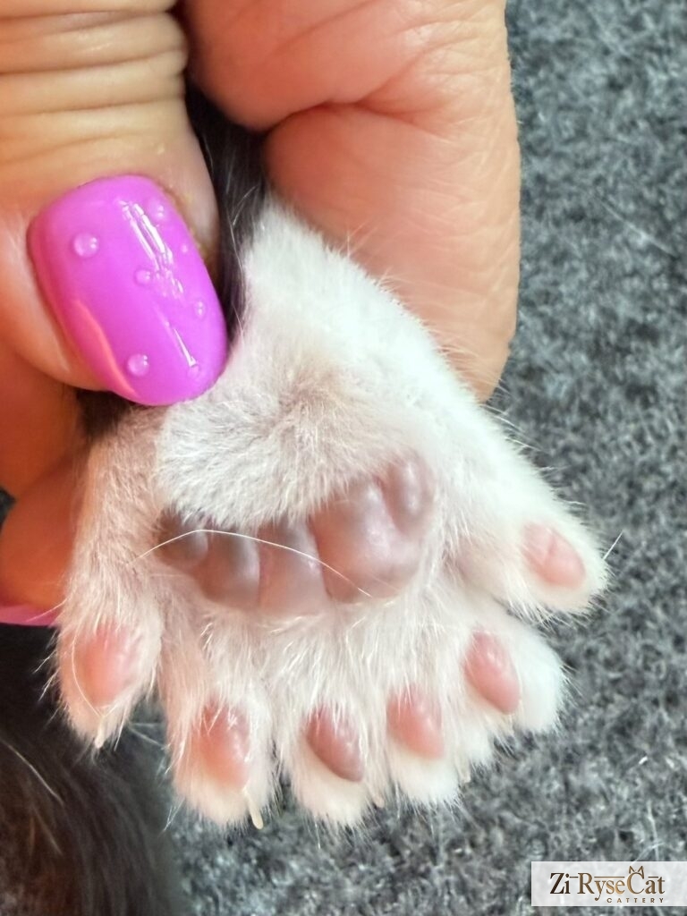 Задние лапки-ромашки, по 6 пальчиков. Котёнок около 1 месяца. Питомник Zi RyseCat