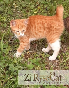 Rysik Zi Rysecat — питомник Zi RyseCat
