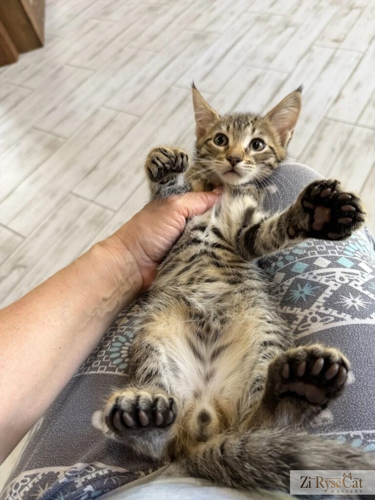 Котенок породы короткошерстный полидактильный рысекот — вариация с длинным хвостом. Лапки 77/66 пальчиков.
