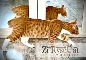 Мейн-кун Zi Rysecat — фото питомника