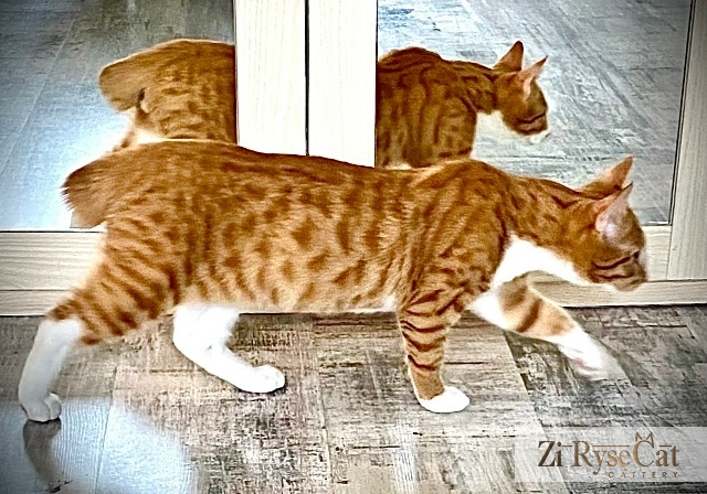 Мейн-кун Zi Rysecat — фото питомника
