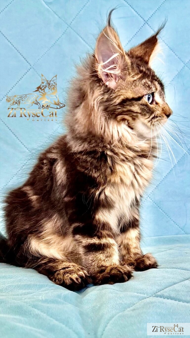Jupiter (Blue Diamond Pride) — питомник Zi RyseCat