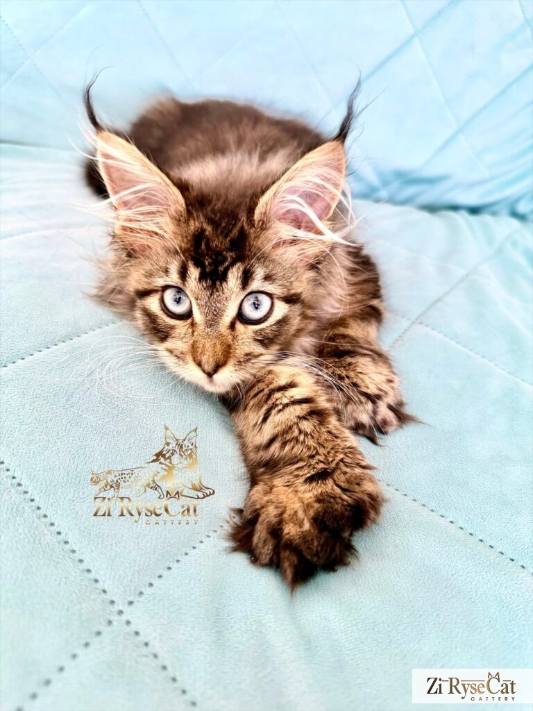 Jupiter (Blue Diamond Pride) — питомник Zi RyseCat