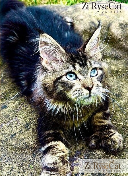 Jupiter (Blue Diamond Pride) — питомник Zi RyseCat