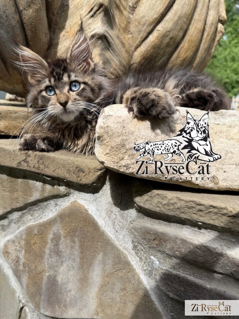 Jupiter (Blue Diamond Pride) — питомник Zi RyseCat