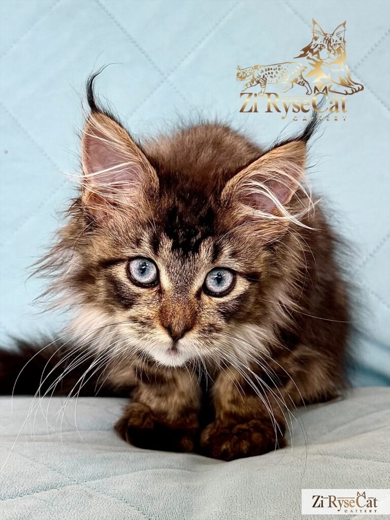 Jupiter (Blue Diamond Pride) — питомник Zi RyseCat