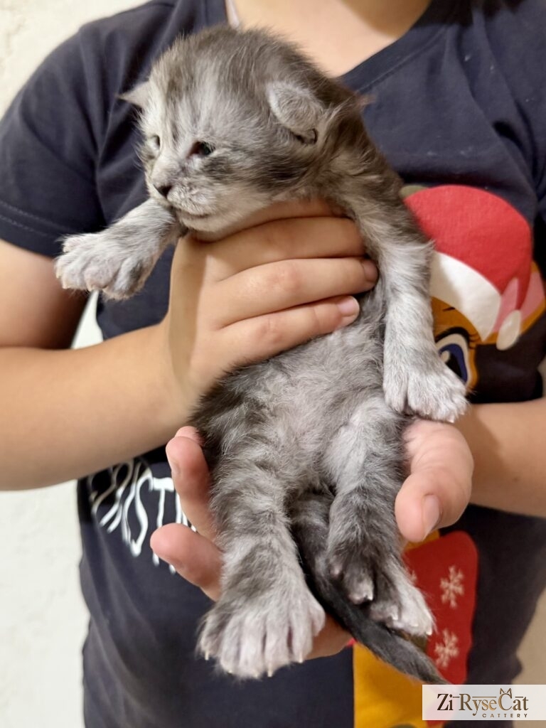 Agat Zi Rysecat — питомник Zi RyseCat