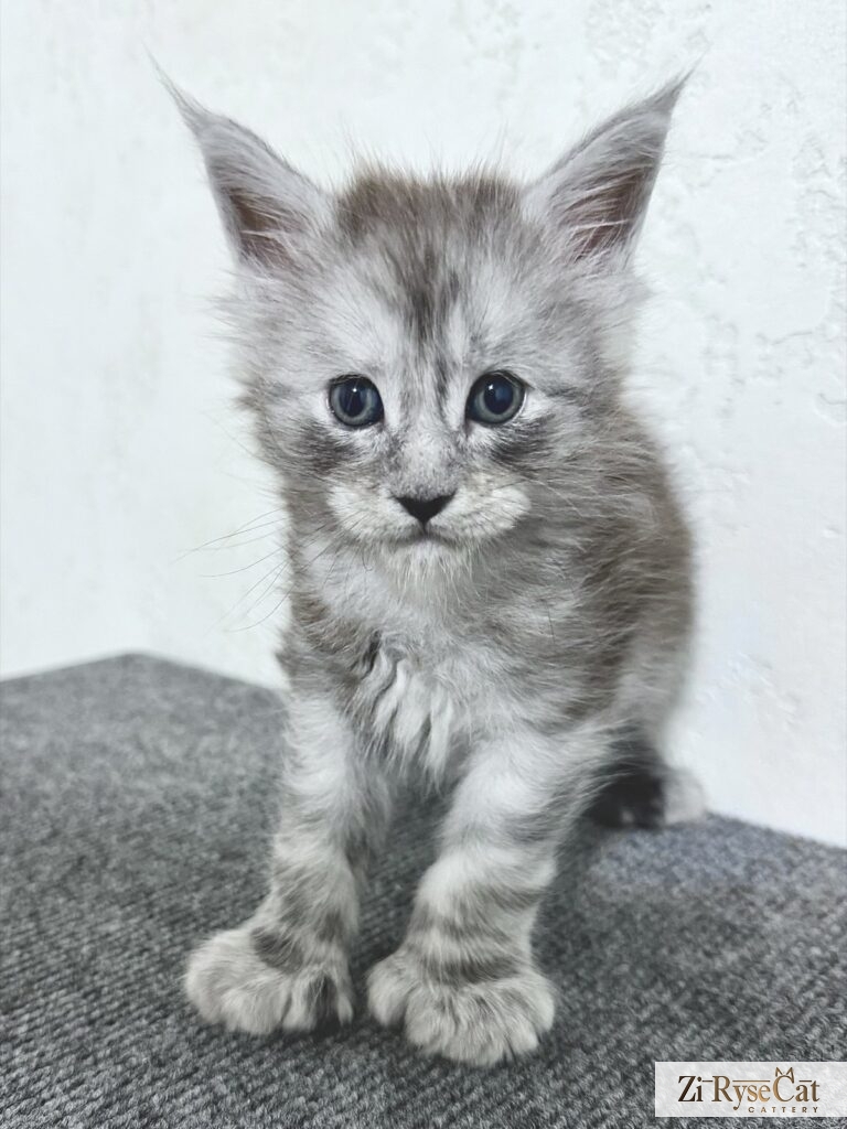 Agat Zi Rysecat — питомник Zi RyseCat