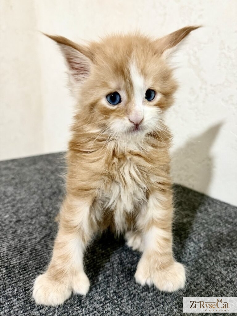 Azurit Zi Rysecat — питомник Zi RyseCat