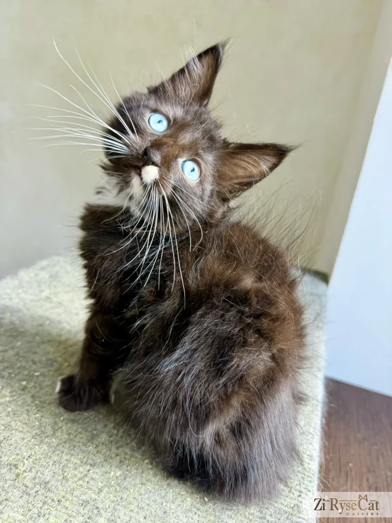 Bravo Zi Rysecat — питомник Zi RyseCat