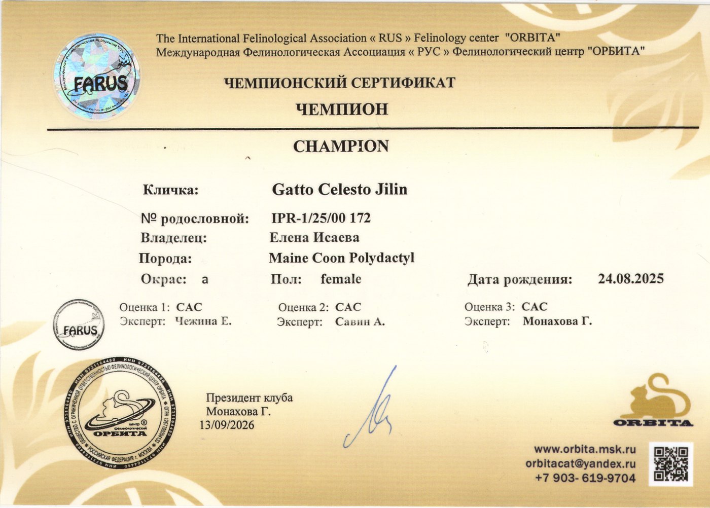Чемпионский сертификат Gatto Celesto Jilin, FARUS, 2026