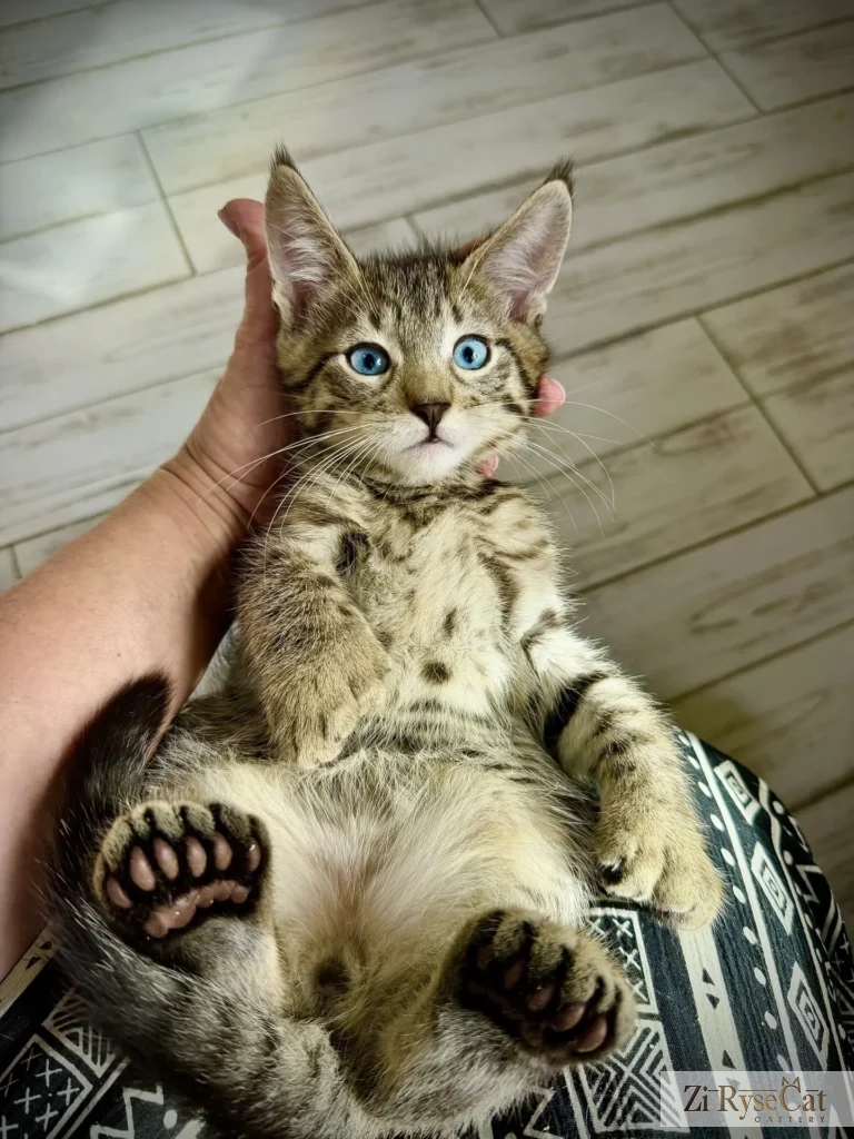 Almaz Zi Rysecat — питомник Zi RyseCat