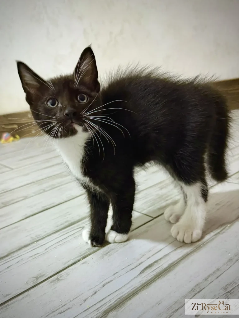 Ametist Zi Rysecat — питомник Zi RyseCat