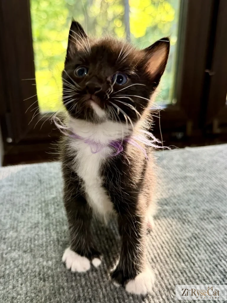 Ametist Zi Rysecat — питомник Zi RyseCat