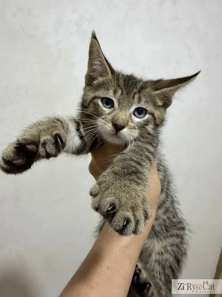 Avanturin Zi Rysecat — питомник Zi RyseCat