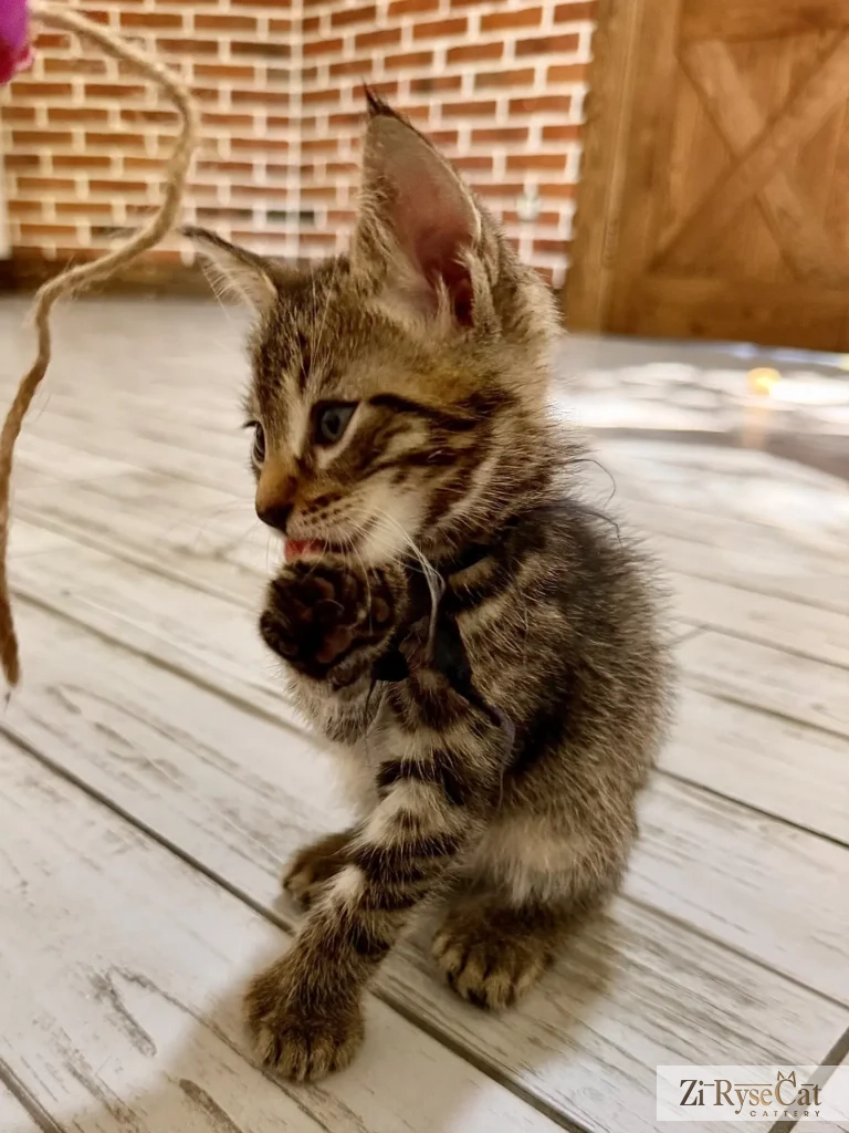 Avanturin Zi Rysecat — питомник Zi RyseCat