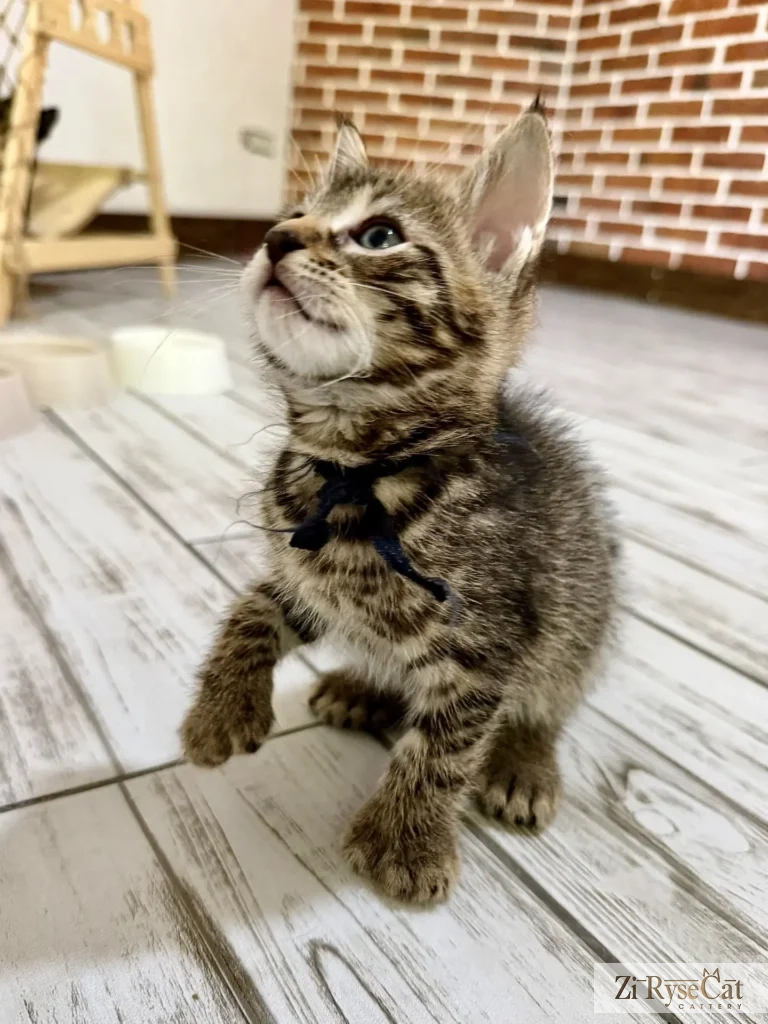 Avanturin Zi Rysecat — питомник Zi RyseCat