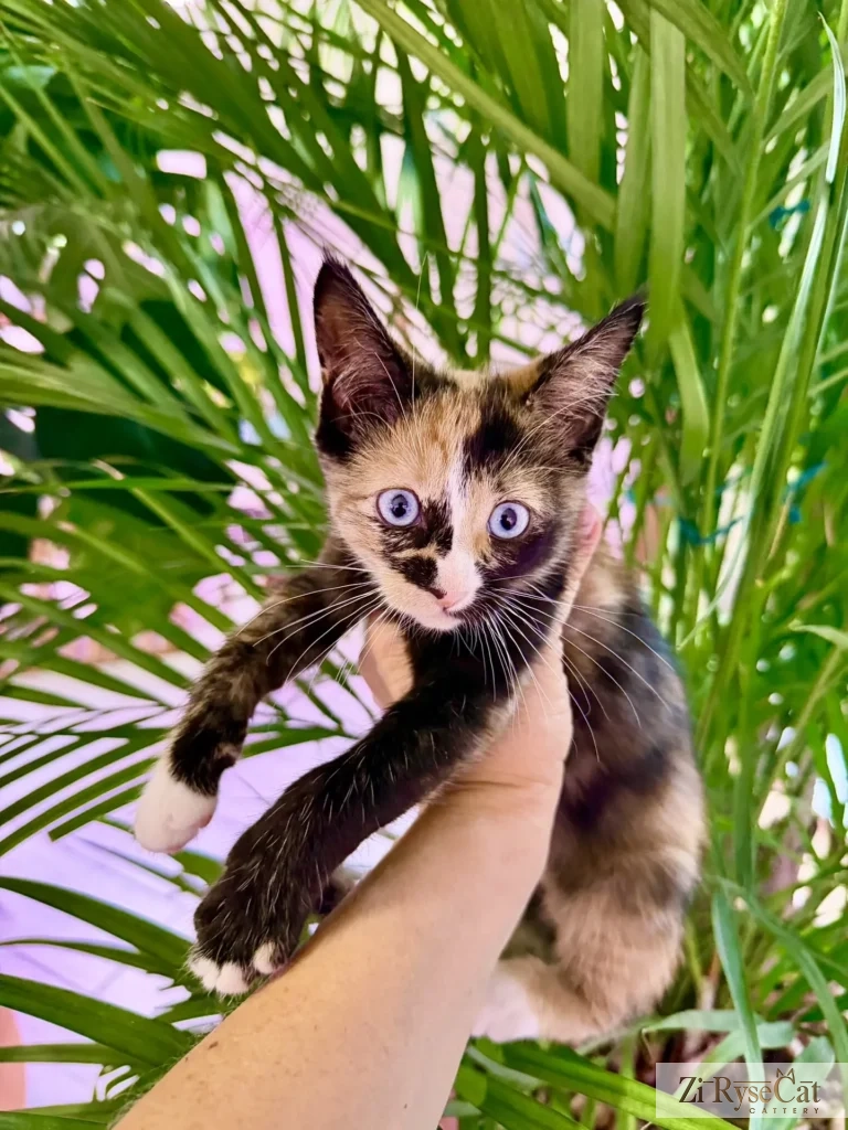 Bis Zi Rysecat — питомник Zi RyseCat