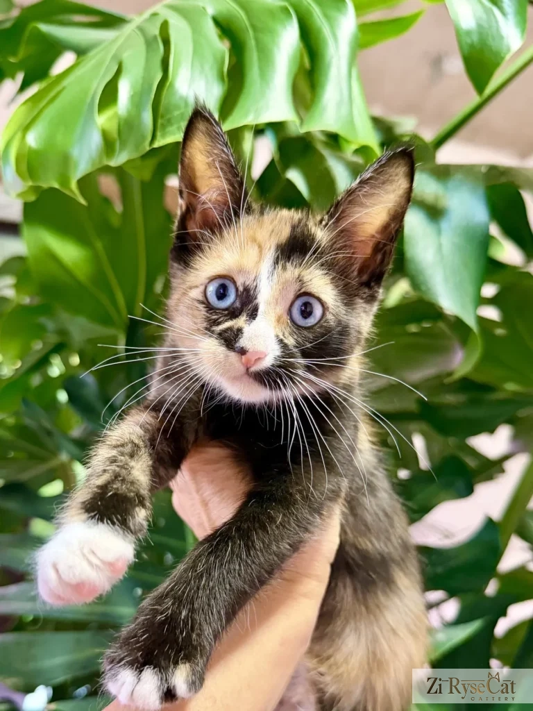 Bis Zi Rysecat — питомник Zi RyseCat