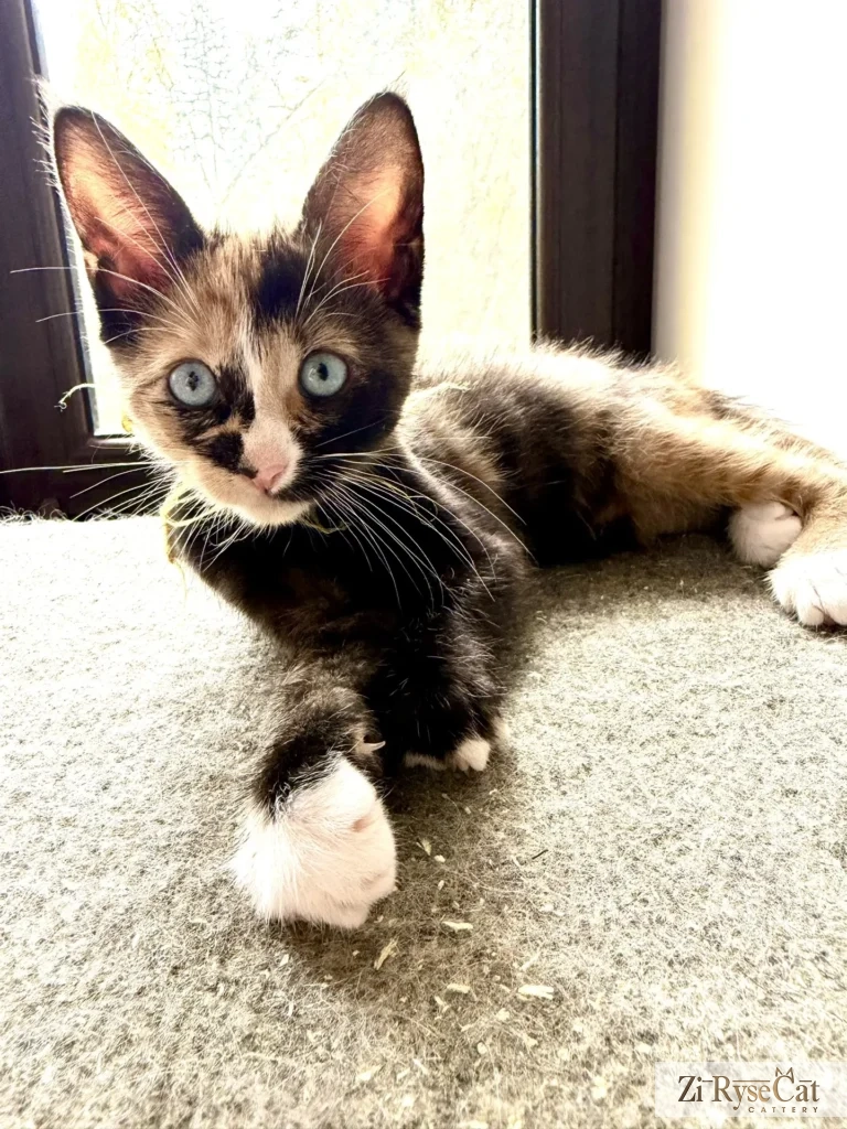 Bis Zi Rysecat — питомник Zi RyseCat