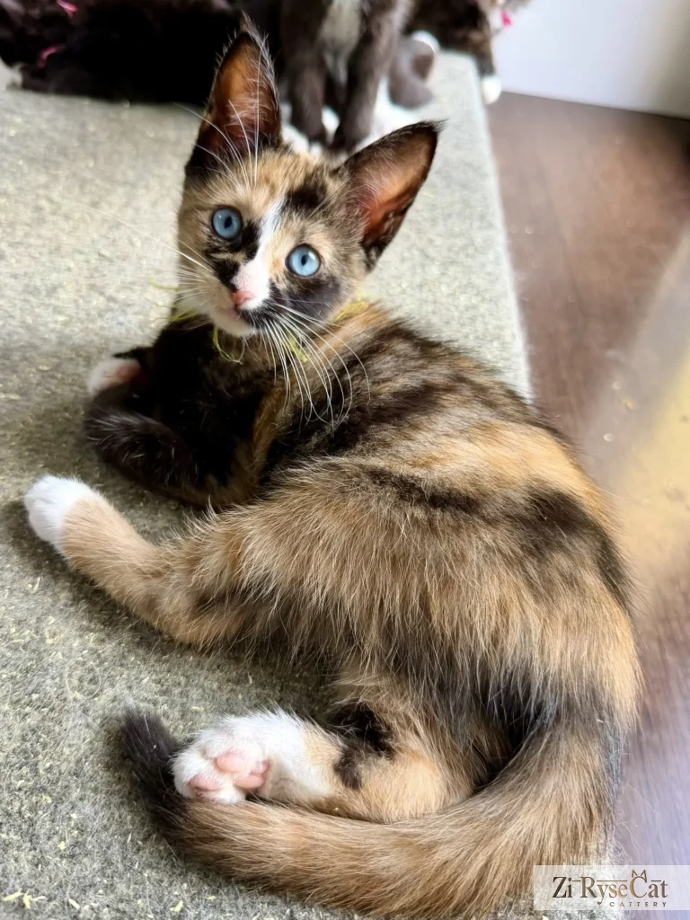 Bis Zi Rysecat — питомник Zi RyseCat