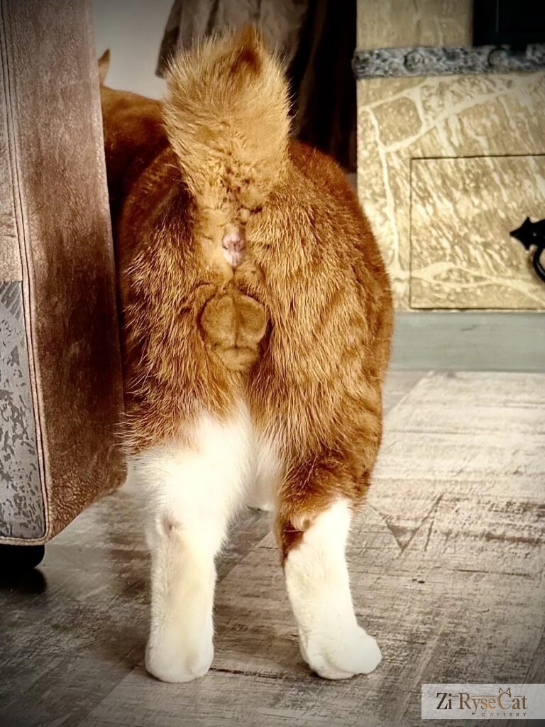 Племенной кот питомника Zi RyseCat